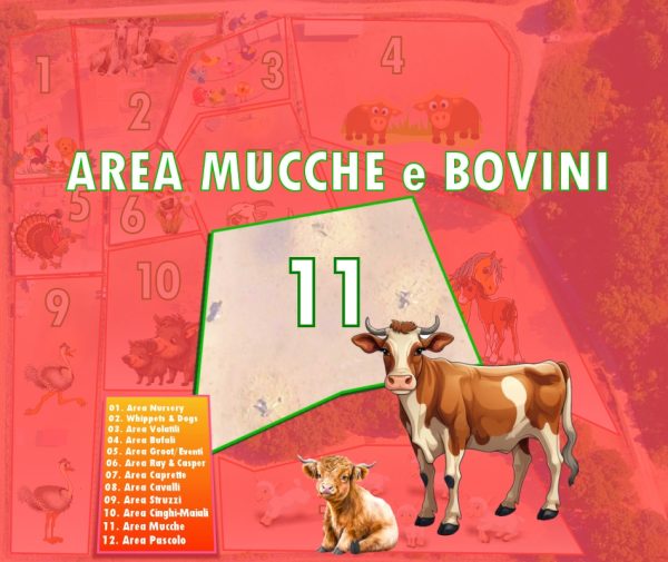 Area 11 - Mucche e Bovini