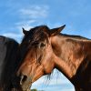 Area 8 - Cavalli e asini - immagine 10