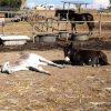 Area 8 - Cavalli e asini - immagine 6