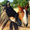 Area 8 - Cavalli e asini - immagine 9