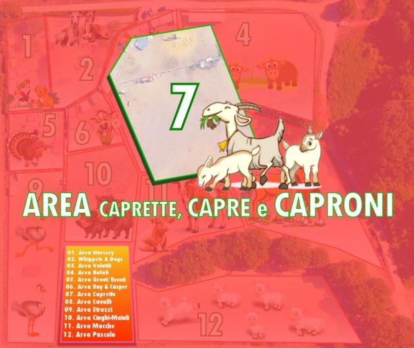 Area 7 - Capre e caprette