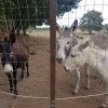 Area 8 - Cavalli e asini - immagine 7
