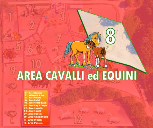 Area 8 - Cavalli e asini